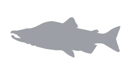 anadromous fish icon